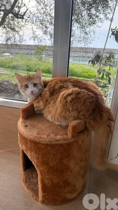 pregnant cat for adoption