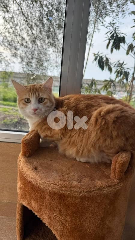 pregnant cat for adoption 1