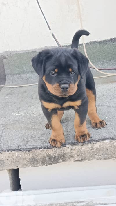 rottweiler Serbian blood timitor