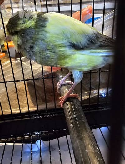 Yourk Share.       كناري يورك شير