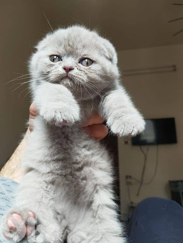 Scottish fold 1