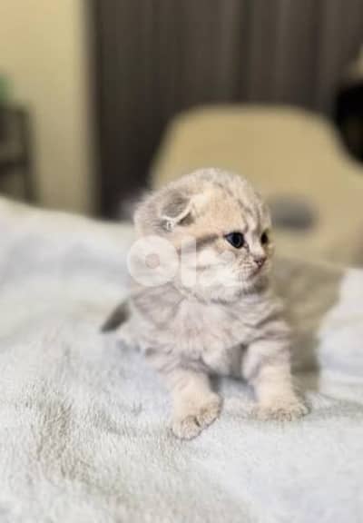 Premium Tiger kittens