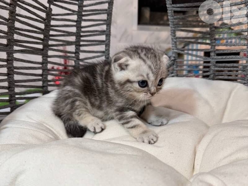 Premium Tiger kittens 1