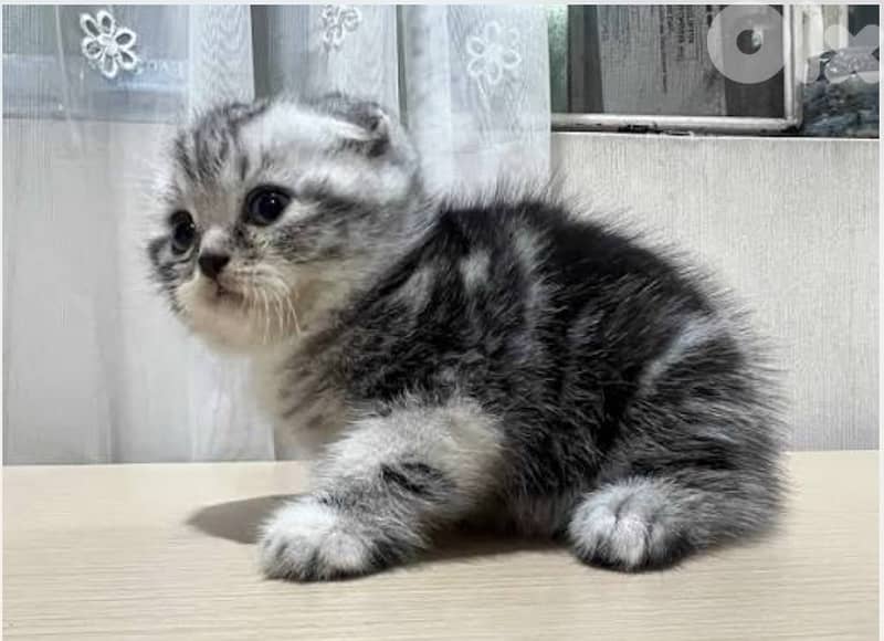 Premium Tiger kittens 2