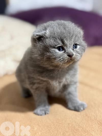 Premium Scottish Fold – Moon Face kittens!!