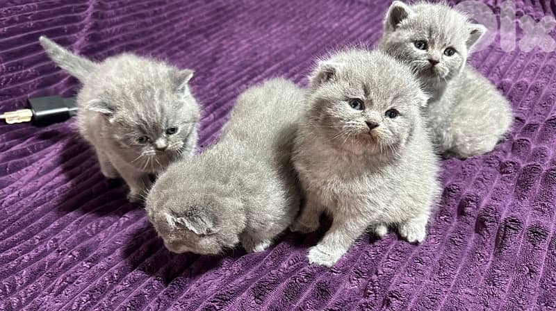Premium Scottish Fold – Moon Face kittens!! 1