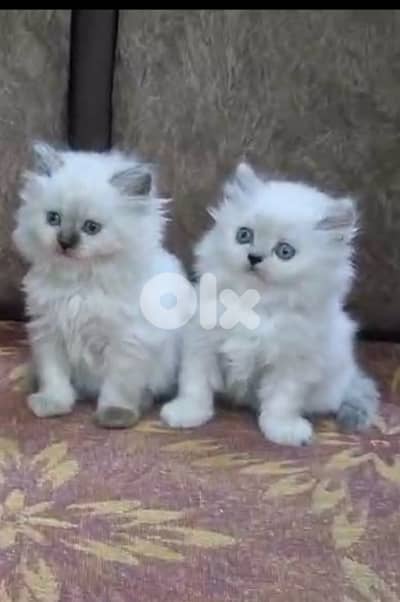 For WhatsApp 81102512