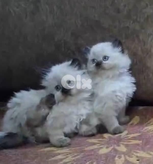 For WhatsApp 81102512 1