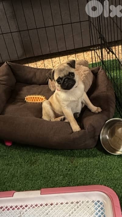 female puppy pug for sale
