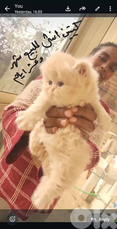 kitten female for sale