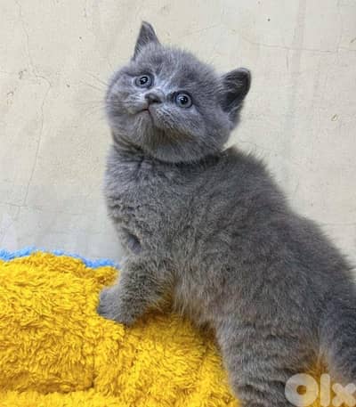 For WhatsApp 81102512