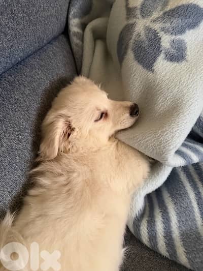 puppy bichon mix loulou