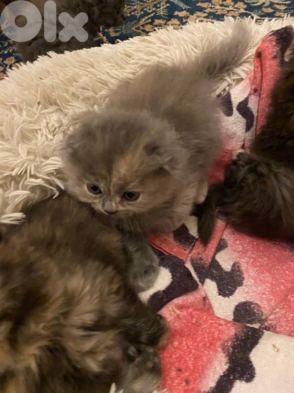 5 fluffy kittens family mix 2