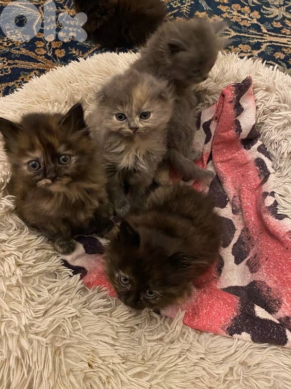 5 fluffy kittens family mix 1
