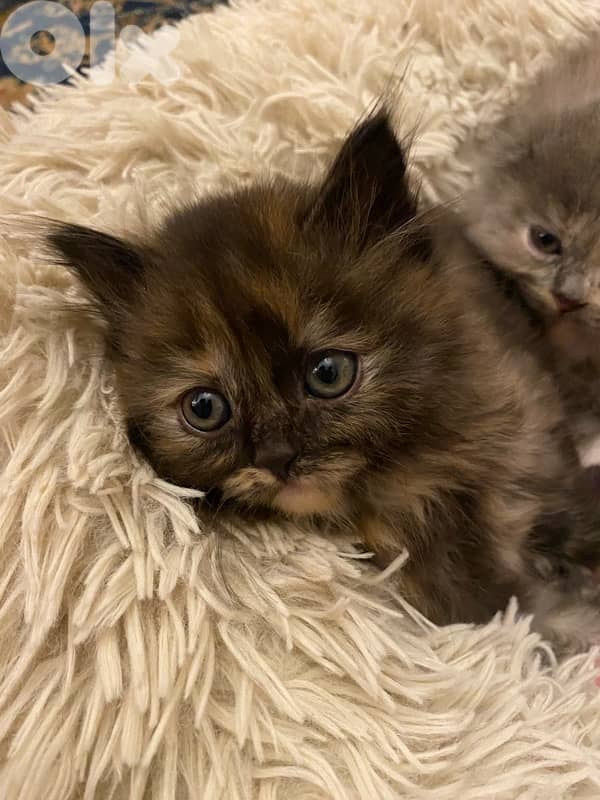 5 fluffy kittens family mix 3