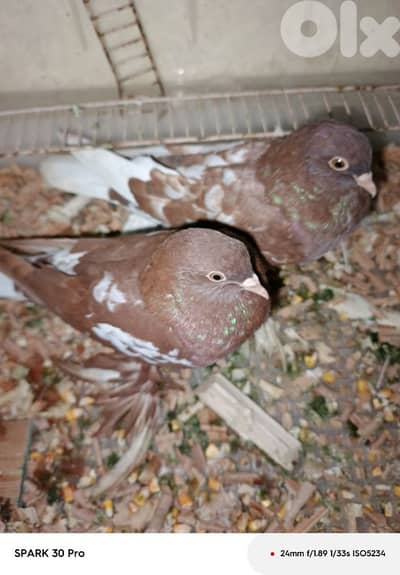 موجودين بي صيدا