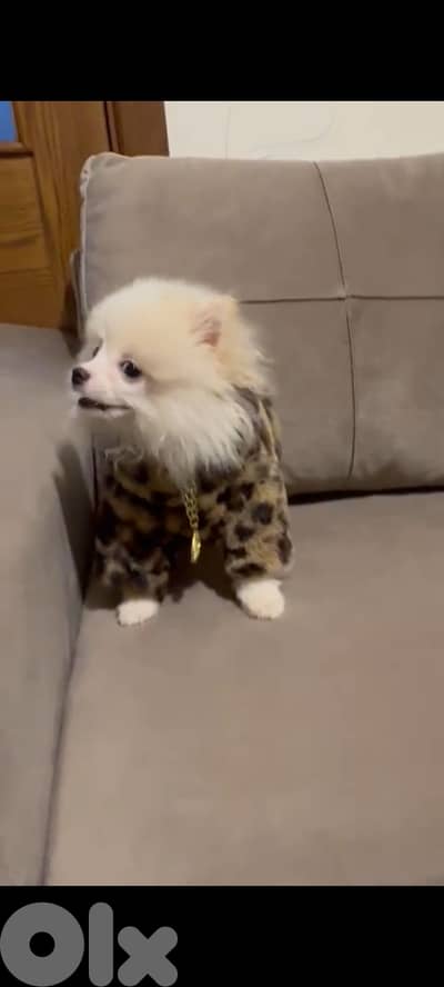 Pure Male Pomeranian 4 month old gold vaccinated with cage and toys