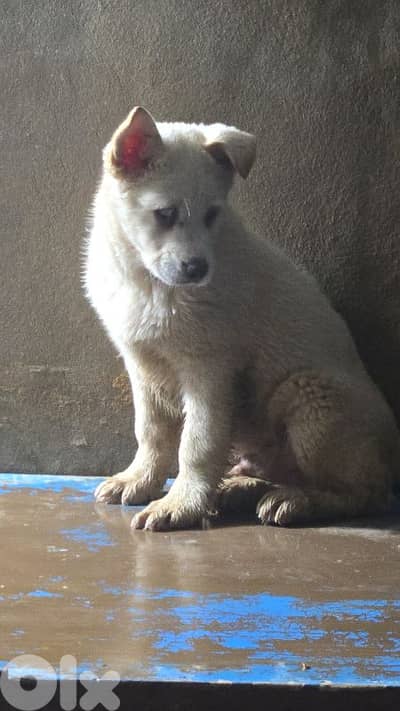 1 male 2 female husky puppies blue eyes for sale
