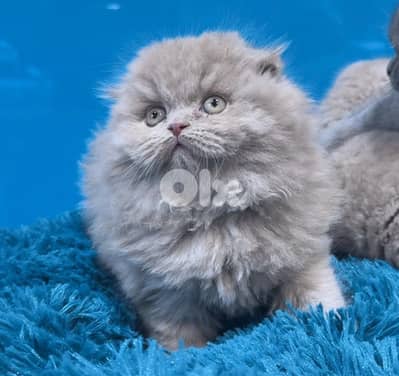 Adorable Scottish Fold Lilac color kitten AVAILABLE in store &delivery