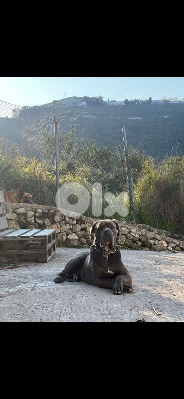 FEMALE CANE CORSO REQUIRED FOR MATING