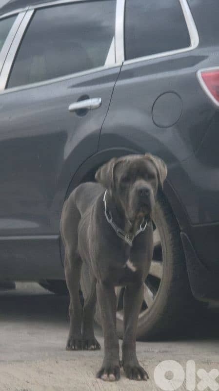 FEMALE CANE CORSO REQUIRED FOR MATING 1