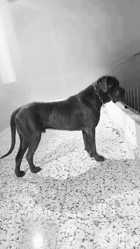 FEMALE CANE CORSO REQUIRED FOR MATING 2