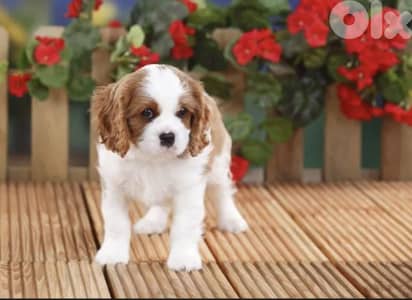 cavalier king Charles/ كينغ شارلز