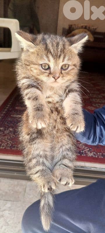 Scottish and British Cat