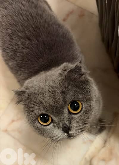1 Year Old Scottish Fold
