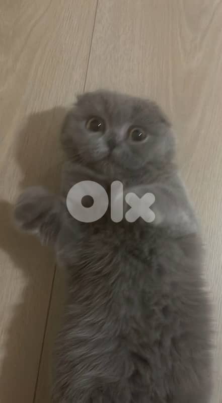 1 Year Old Scottish Fold 1