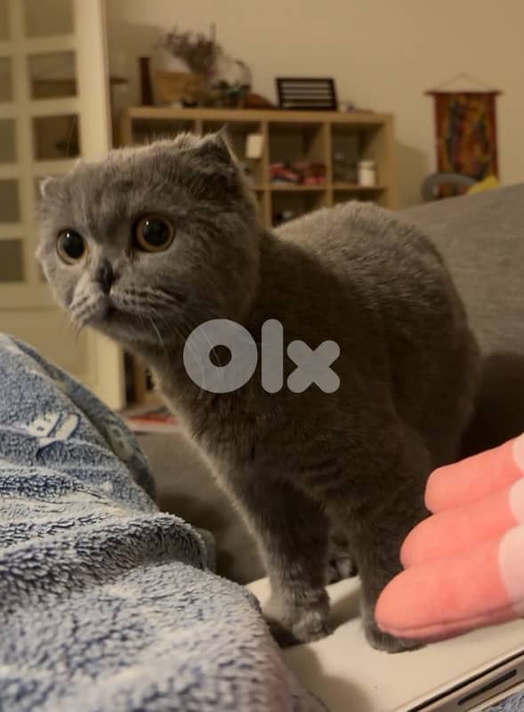 1 Year Old Scottish Fold 2