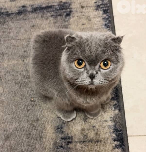 1 Year Old Scottish Fold 3