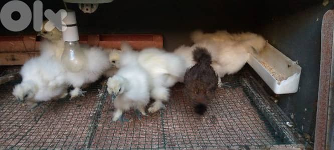 شروة صيصان قطني و كوشين فوتبول صحة دهب