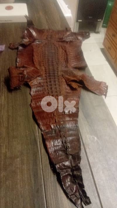 جلد. تمساح من افريقيا