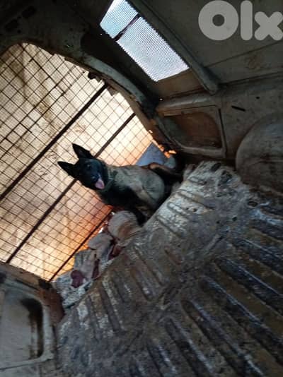 انتاية مالينوا pure عمرا سنة ونص