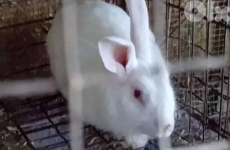 ارانب فرنسية عشار من دكر بابيون