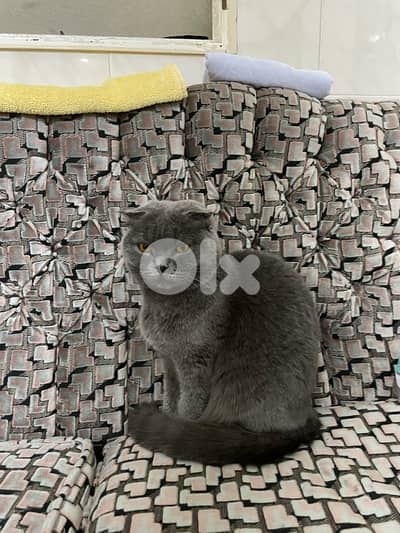 Scottish Grey Cat 8 months old