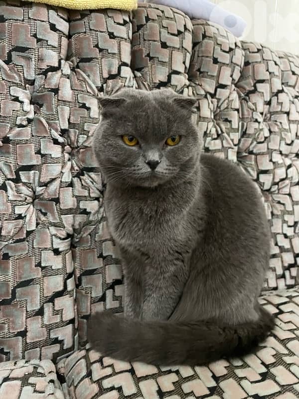 Scottish Grey Cat 8 months old 1