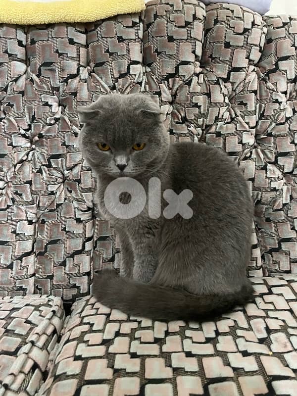Scottish Grey Cat 8 months old 2
