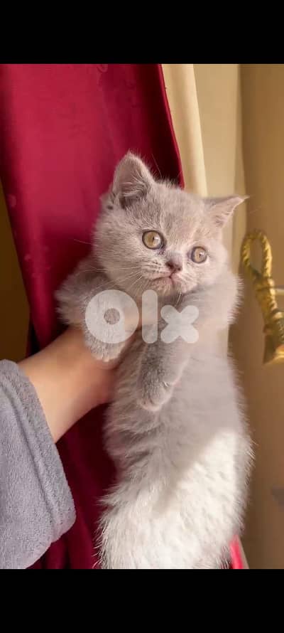 سكوتش فولد في انتايه في دكر