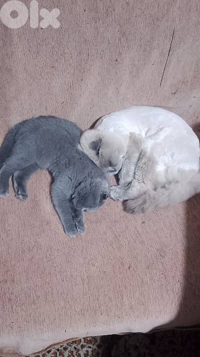 موجود قط عمرو سنتين مع بنتو عمرها شهرين مطعمين