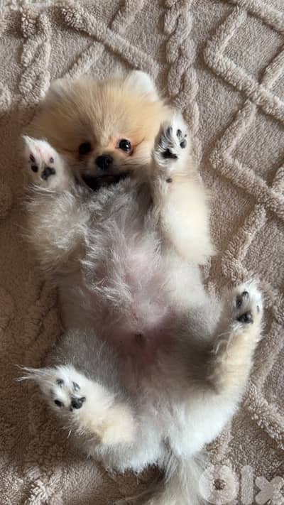 3 months old Pomeranian