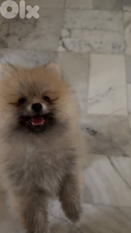 3 months old Pomeranian 1