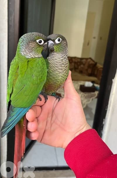 فرخ كونيور غرين شيك مروض ١٠٠٪؜