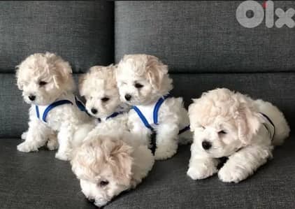 Adorable MINI Bichon puppy pure, available in store & Delivery كلب dog