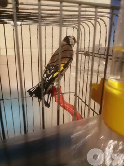 ذكارة عمر سنتين