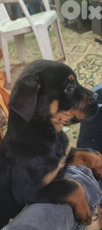 rottweiler puppies for sale