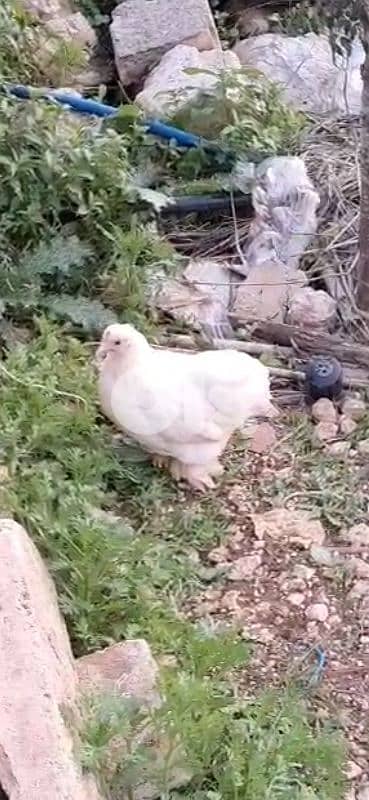 دجاجتين كوشاني قزم