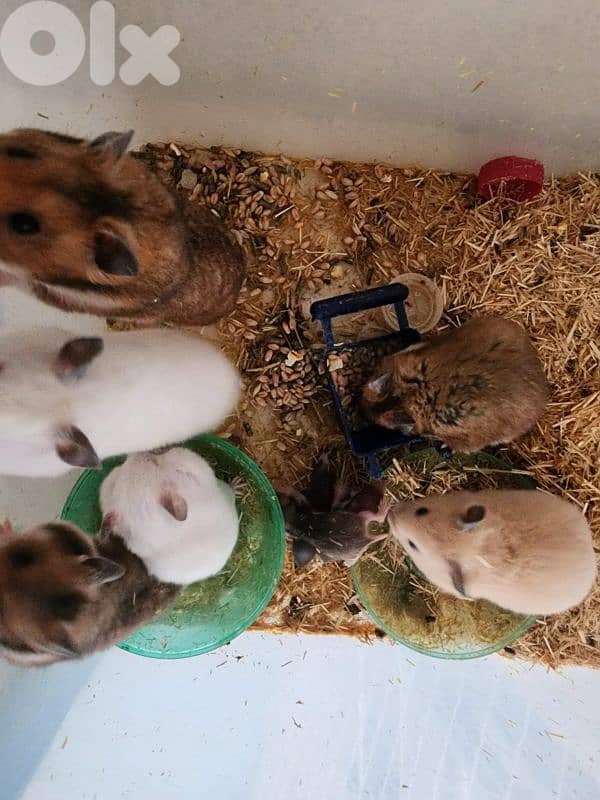 hamsters for sale 1