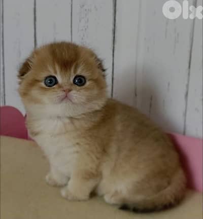 Scottish Chinchilla Cat for Sale